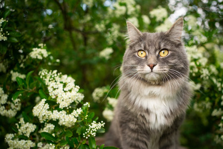 blue tabby cat under a blossoming tree outdoors in the nature in springtimeの写真素材