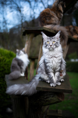 black silver classic tabby maine coon cat sitting on cat tree outdoors in nature in front of other cats looking at cameraの写真素材
