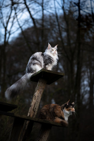 two maine ccon cats outdoors in nature on cat treeの写真素材