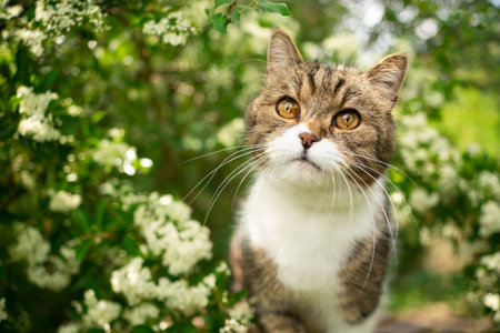 portrait of a beautiful tabby british shorthair cat outdoors in spring under flowering tree with white blossomの写真素材
