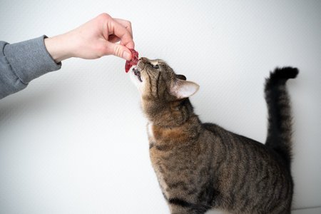 side view of human hand feeding cat with raw meat beef in front of white background with copy spaceの写真素材