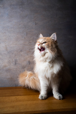 hungry maine coon cat waiting for treats licking lips in front of gray background with copy spaceの写真素材