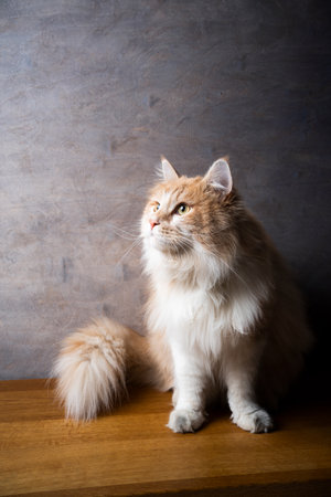 beautiful maine coon cat with fluffy tail sitting on wooden ground looking to the side at copy spaceの写真素材