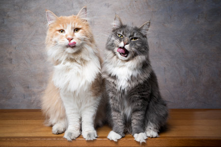 funn portrait of two hungry maine coon cats sitting side by side waiting for treats licking lips looking at cameraの写真素材