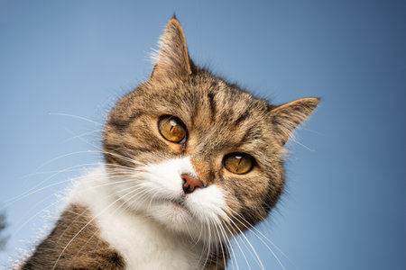 tabby white british shorthair cat portrait in front of blue skyの写真素材