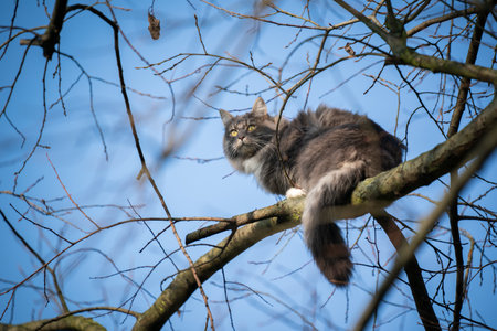 blue tabby maine coon cat with fluffy tail climbing on high bare tree resting on branch observing the area on a sunny winter dayの写真素材