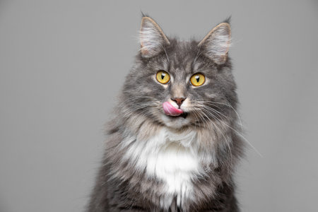 cute blue tabby white maine coon cat sticking out tongue licking over lips in front of gray background with copy spaceの写真素材