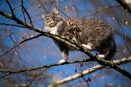 blue tabby white maine coon cat climbing on birch tree outdoors in sunlight observing the area balancing on branchesの写真素材