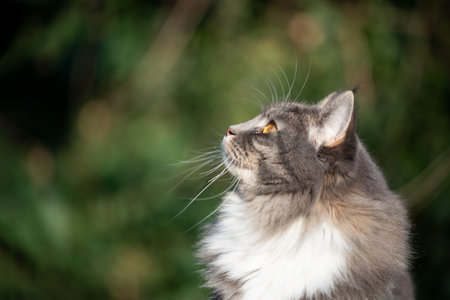 close-up side vew of a blue tabby maine coon cat outdoors in nature looking up curiouslyの写真素材