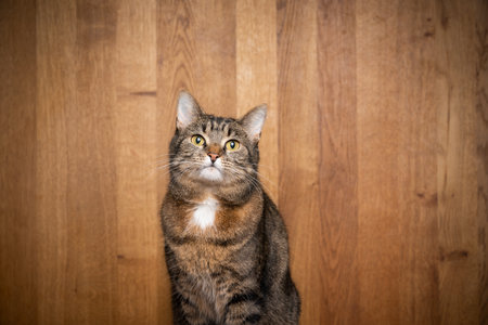 tabby cat in front of wooden background with copy space looking at cameraの写真素材