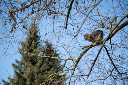 blue tabby maine coon cat climbing on bare tree high up observing the garden from above on a sunny winter dayの写真素材