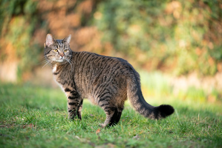 tabby cat standing on lawn outdoors in the garden looking back over shoulderの写真素材