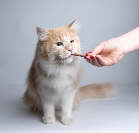 hand feeding cream colored maine coon cat with treat stick snacks on white studio backgroundの写真素材