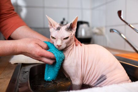 displeased hairless sphynx cat getting washed by owner taking a bath in the kitchen sinkの写真素材