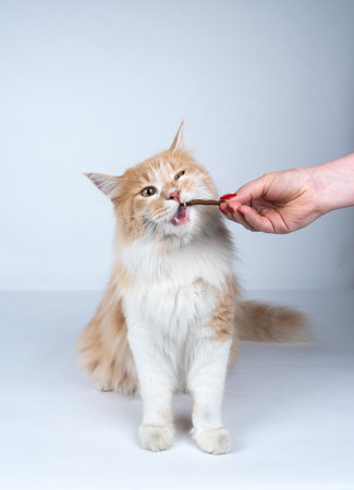 female human hand feeding maine coon cat with treat stick snacks on white studio background with copy spaceの写真素材