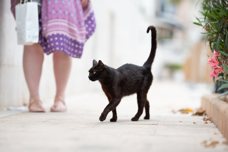beautiful black stray cat walking next to female tourist wearing casual dress on the sidewalk in the city center of Port de Soller, Majorcaの写真素材
