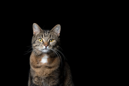 studio portrait of a tabby shorthair cat looking at camera on black background with copy spaceの写真素材