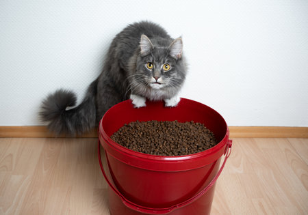 hungry blue tabby maine coon cat standing behind big bucket with large amount of dry pet food looking up curiouslyの写真素材