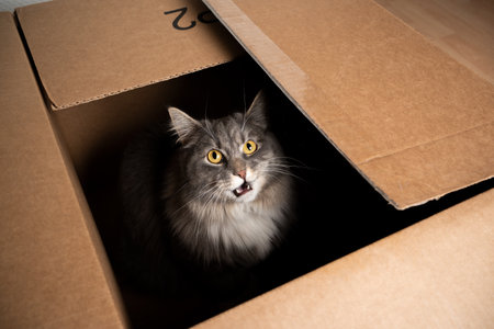 cute maine coon cat sitting inside of cardboard box looking up meowingの写真素材