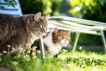 two cats of different breeds observing the sunny gardenの写真素材