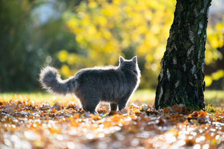 side view of a fluffy blue tabby maine coon cat standing on autumn leaves next to a tree looking awayの写真素材