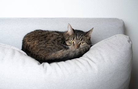 tabby shorthair cat relaxing on couch pillow looking at cameraの写真素材