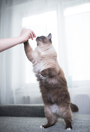 Seal Colourpoint Ragdoll Cat getting fed by ownerの写真素材