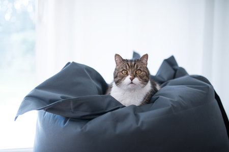 tabby white british shorthair cat relaxing on giant blue bean bag in front of window looking at cameraの写真素材