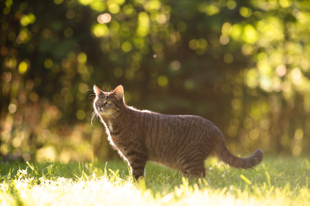 tabby domestic shorthair cat standing on grass outdoors in the back yard in low sunlight observing the area on the prowlの写真素材