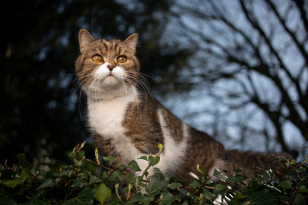 tabby white british shorthair cat outdoors on the move observing garden from elevated viewpointの写真素材