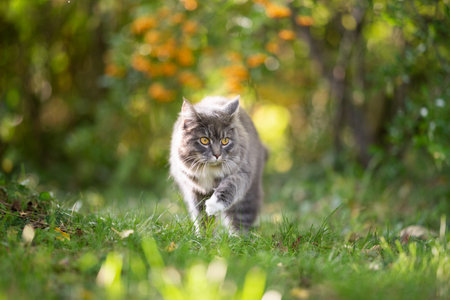 young blue tabby maine coon cat with white paws outdoors on the prowl walking on grass in nature with autumn colorsの写真素材