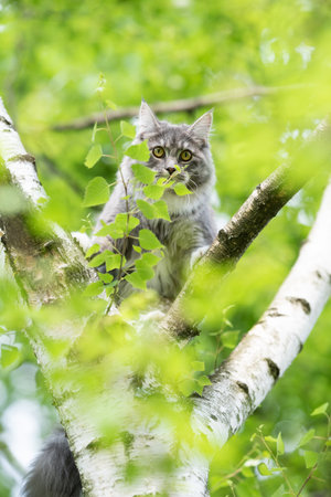 young blue tabby maine coon cat on birch tree looking down at camera behind some leavesの写真素材