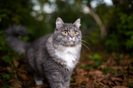 curious blue tabby maine coon cat outdoors prowling on autumn leaves in the back yard looking aheadの写真素材