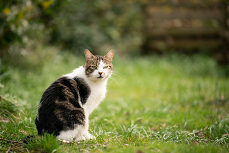 domestic cat outdoors in garden looking at camera with copy spaceの写真素材