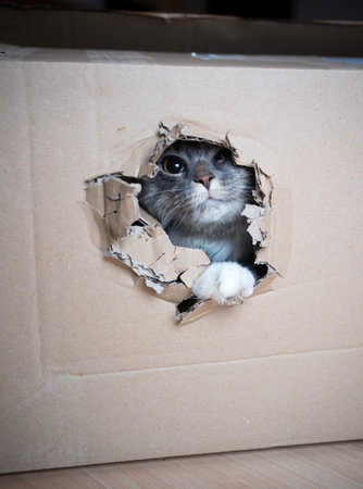 cute and curious playful blue tabby maine coon cat hiding in a cardboard box looking out at camera through a holeの写真素材