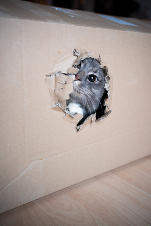 cute and curious playful blue tabby maine coon cat hiding in a cardboard box looking out at camera through a holeの写真素材