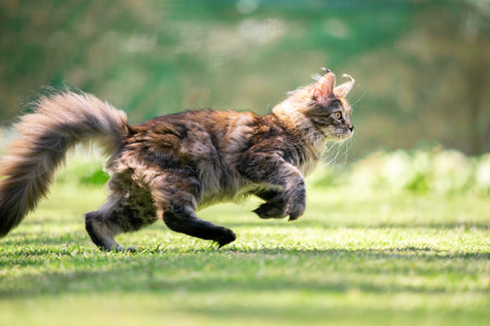 side view of a young playful maine coon cat running outdoors on grass playing on a sunny dayの写真素材