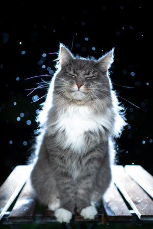 cute blue tabby white maine coon cat sitting on table outdoors at night enjoying the rain with closed eyesの写真素材