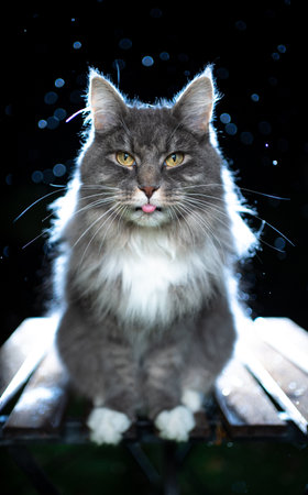 cute blue tabby white maine coon cat sitting on table sticking out tongue looking at camera at rainy nightの写真素材
