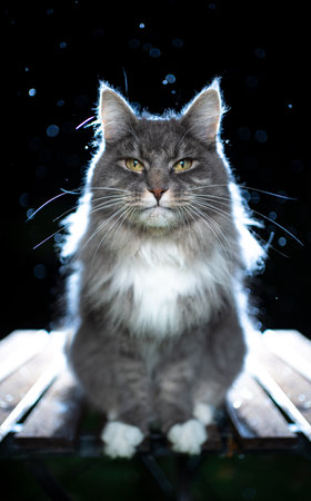 cute blue tabby white maine cat sitting on table outdoors at night in the rain looking at cameraの写真素材