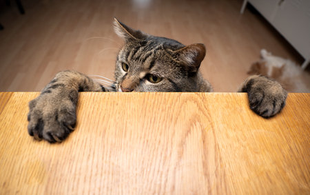 greedy curious tabby cat rearing up leaning paws on wodden table with copy spaceの写真素材
