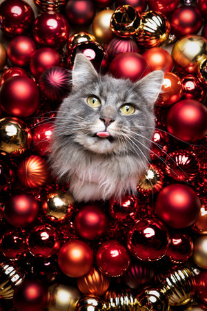 cute blue tabby white maine coon cat sticking out tongue making funny face surrounded by red and golden christmas baublesの写真素材