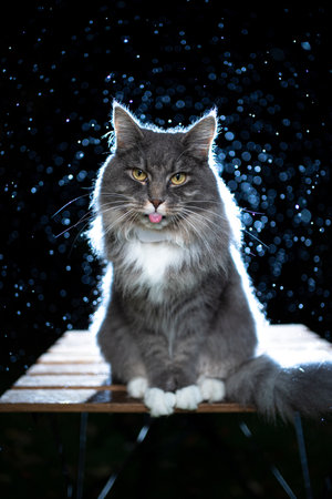 cute blue tabby white maine coon cat sitting on table outdoors at night in the rain sticking out tongueの写真素材