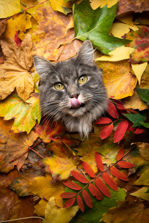 cute gray maine coon cat sticking head through a hole of colorful autum leaves foliage with copy space looking at camera licking lipsの写真素材