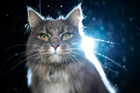 portrait of a cute blue tabby maine coon cat outdoors at night sitting in the rain with backlight looking at cameraの写真素材