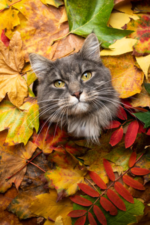 cute blue tabby white maine coon cat sticking head through a hole of colorful autum leaves foliage with copy spaceの写真素材
