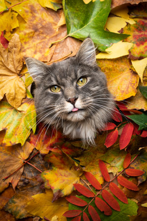 cute blue tabby white maine coon cat sticking head through a hole of colorful autum leaves foliage with copy spaceの写真素材