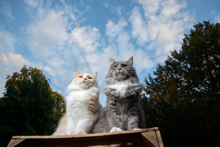 two different looking maine coon cats sitting on a wooden crate side by side outdoors in the back yard observing the areaの写真素材