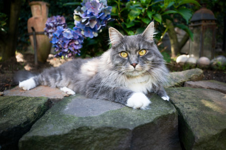 cute blue tabby white maine coon cat resting on natural stone outdoors in garden looking at cameraの写真素材