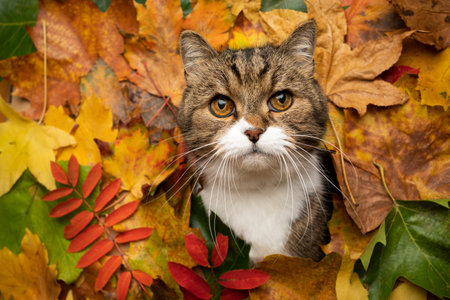 tabby white british shorthair cat sticking head through colorful autum leaves with copy space looking at cameraの写真素材